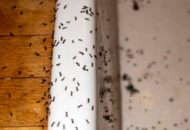 Best Exterminator Services  in Lawrenceville, GA